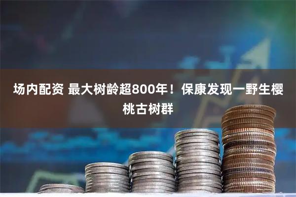 场内配资 最大树龄超800年！保康发现一野生樱桃古树群